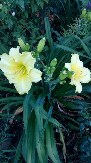  - 2017 Hemerocallisi