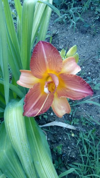  - 2017 Hemerocallisi