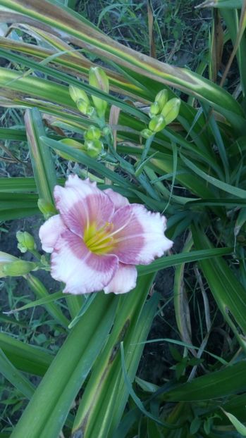  - 2017 Hemerocallisi