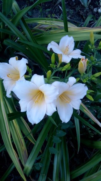  - 2017 Hemerocallisi