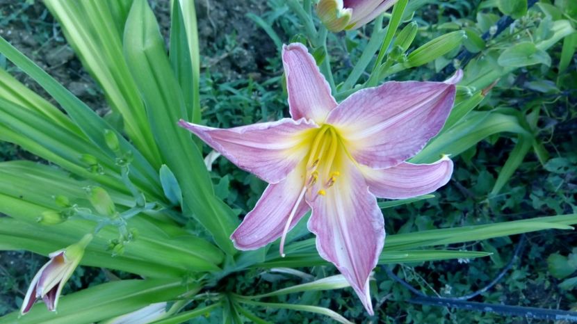  - 2017 Hemerocallisi