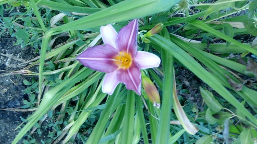  - 2017 Hemerocallisi