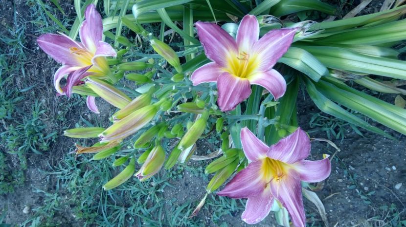  - 2017 Hemerocallisi