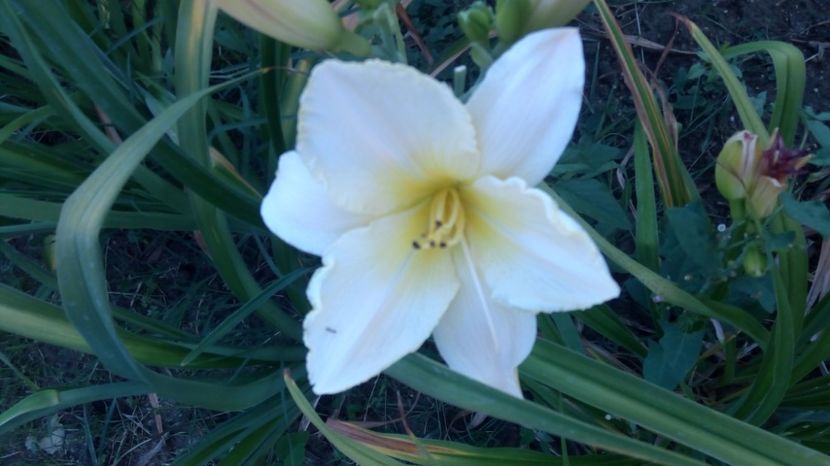  - 2017 Hemerocallisi