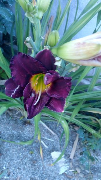  - 2017 Hemerocallisi