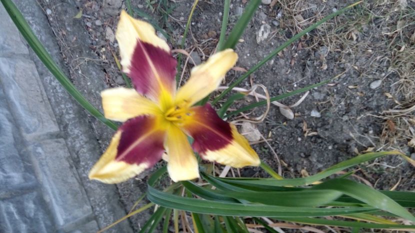  - 2017 Hemerocallisi