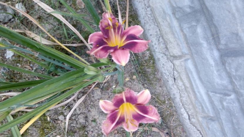  - 2017 Hemerocallisi