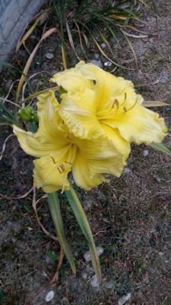  - 2017 Hemerocallisi