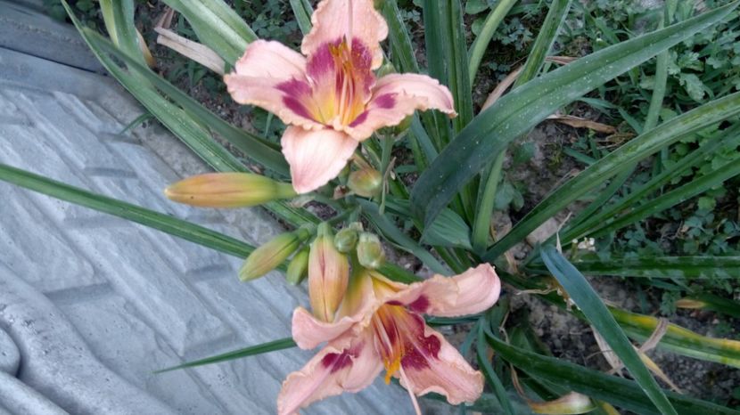  - 2017 Hemerocallisi