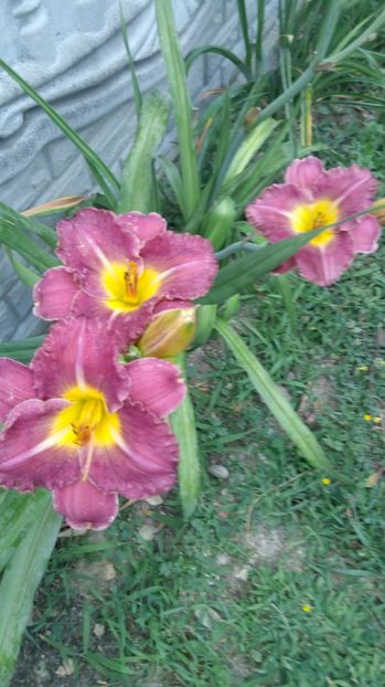  - 2017 Hemerocallisi