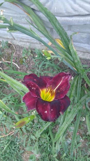  - 2017 Hemerocallisi