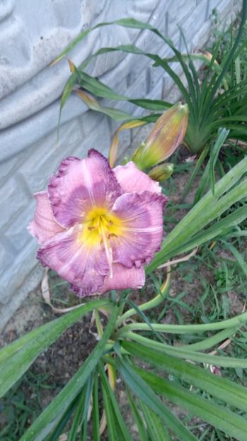  - 2017 Hemerocallisi