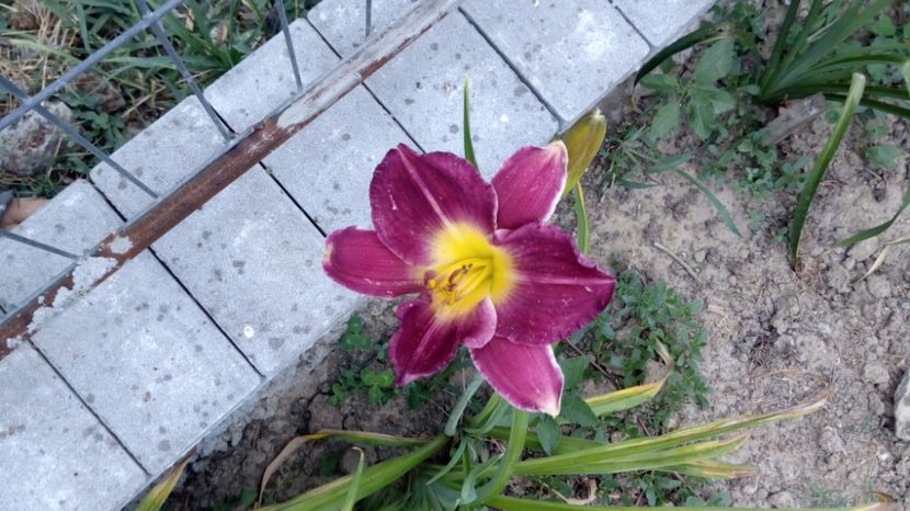  - 2017 Hemerocallisi