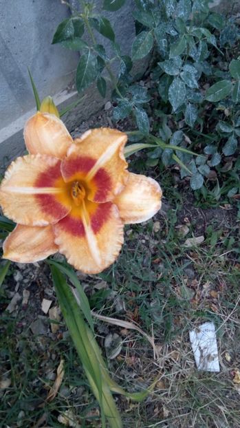  - 2017 Hemerocallisi