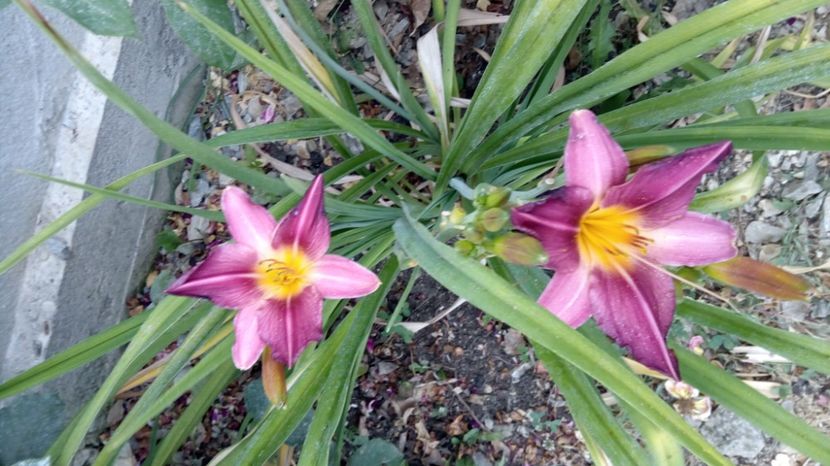  - 2017 Hemerocallisi