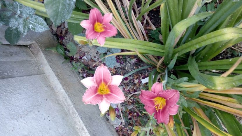  - 2017 Hemerocallisi