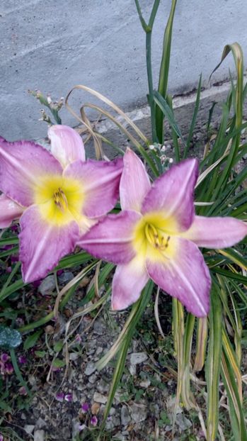  - 2017 Hemerocallisi