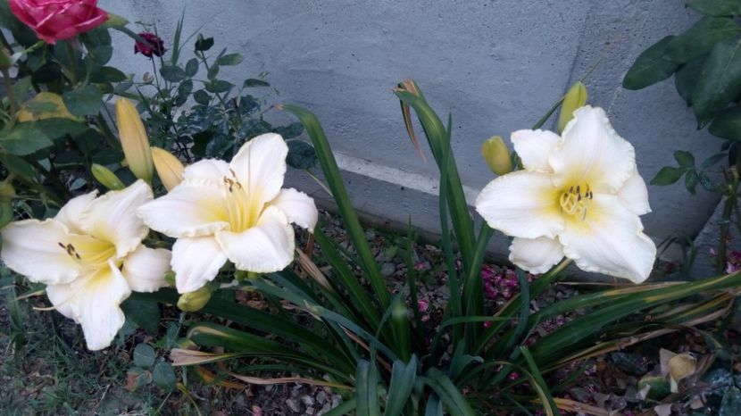  - 2017 Hemerocallisi