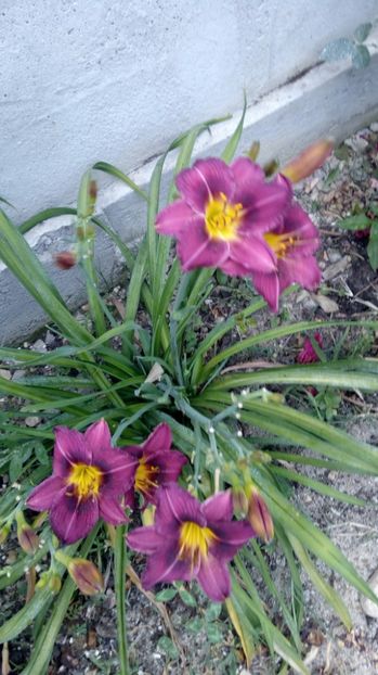  - 2017 Hemerocallisi