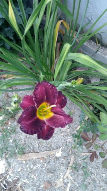  - 2017 Hemerocallisi