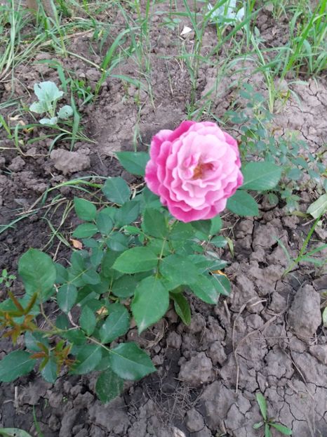  - Wild Blue Yonder Rose 1