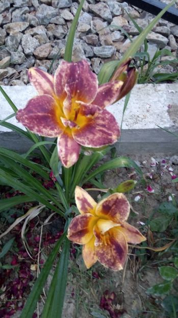  - 2017 Hemerocallisi