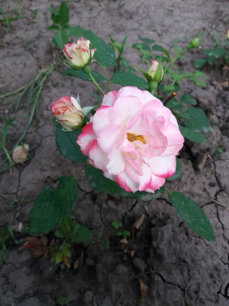  - Jubilee duPrincess de Monaco 1