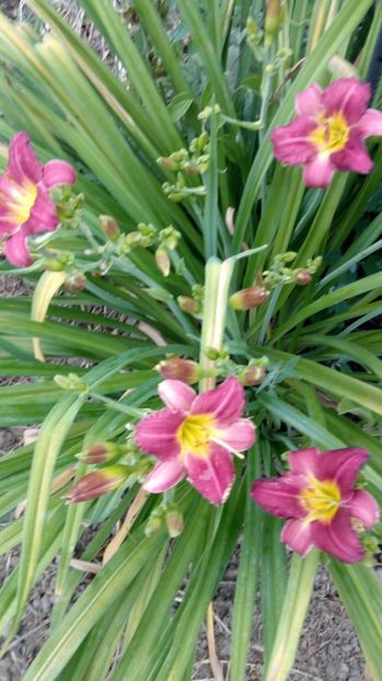  - 2017 Hemerocallisi