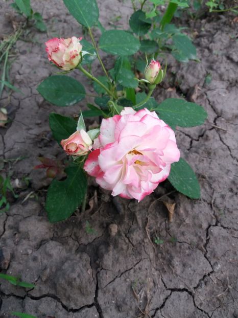  - Jubilee duPrincess de Monaco 1