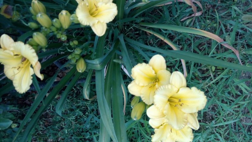  - 2017 Hemerocallisi