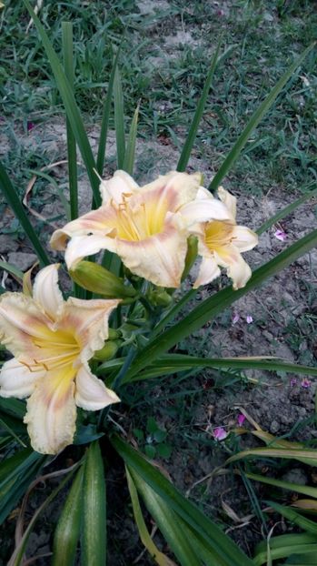  - 2017 Hemerocallisi