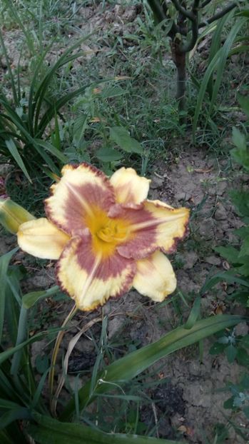  - 2017 Hemerocallisi