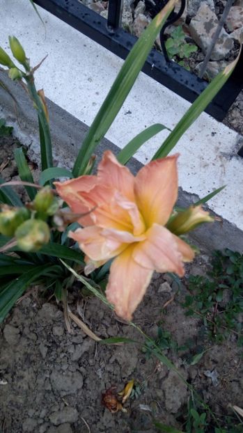  - 2017 Hemerocallisi