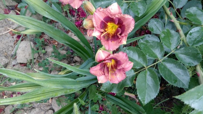  - 2017 Hemerocallisi