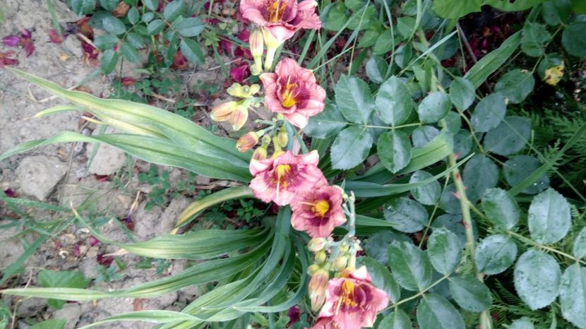  - 2017 Hemerocallisi