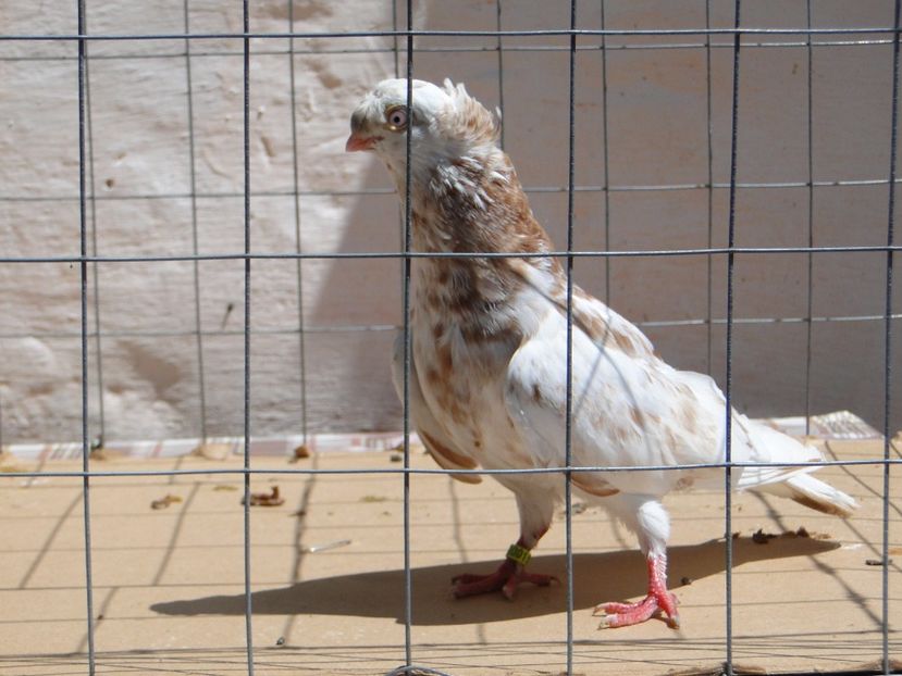 9001  mascul  2017_1 - pui 2017 BM