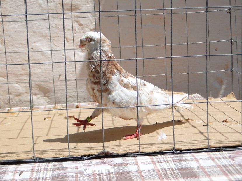 9001  mascul  2017_3 - pui 2017 BM