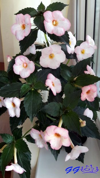  - 08 Achimenes 2017