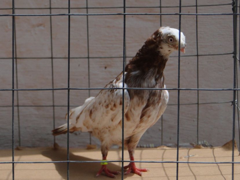 9014  mascul  2017_2 - pui 2017 BM