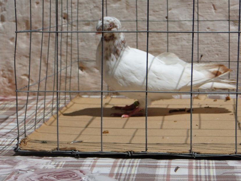 9003  mascul  2017_1 - pui 2017 BM