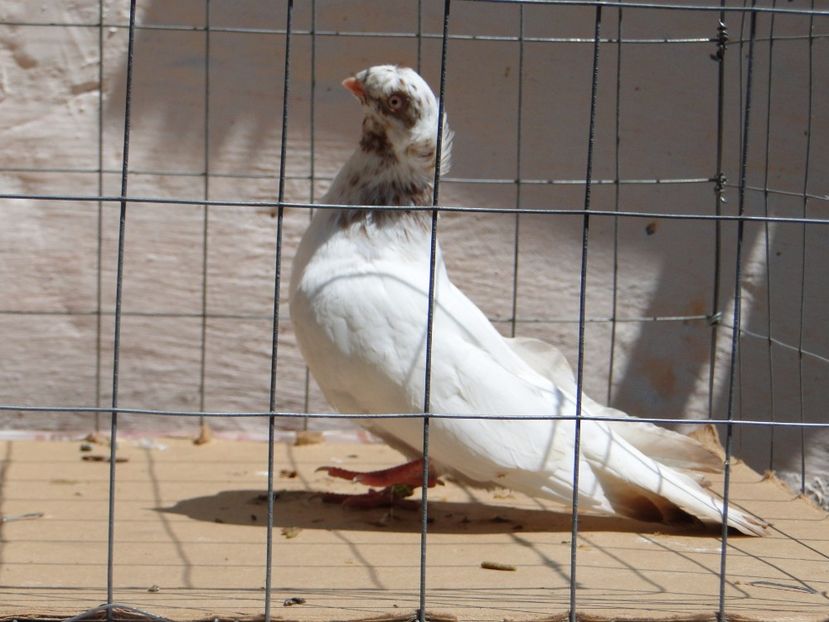 9003  mascul  2017_2 - pui 2017 BM