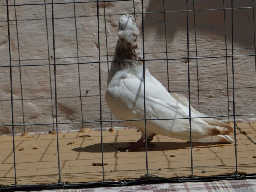 9003  mascul  2017_3 - pui 2017 BM