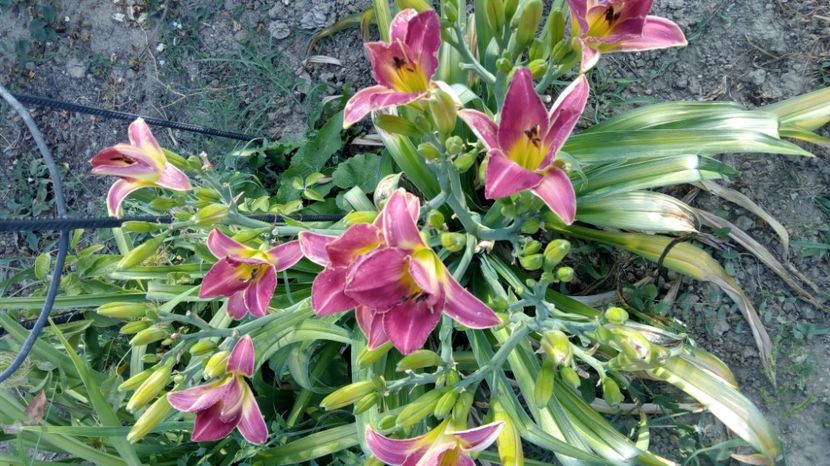  - 2017 Hemerocallisi