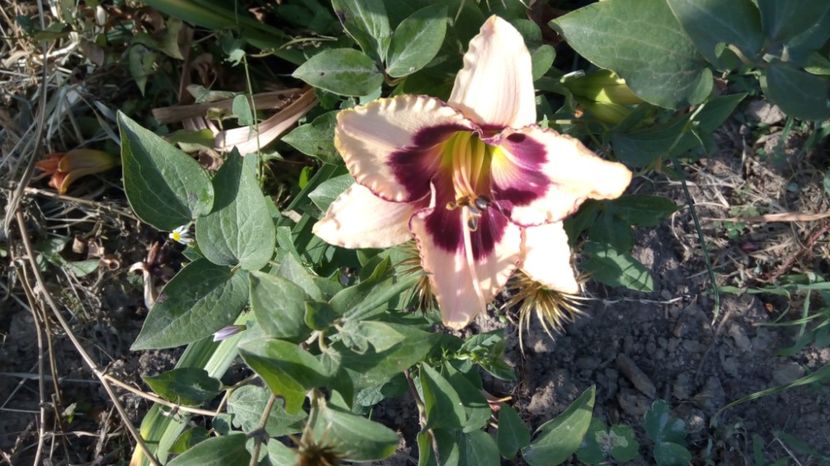  - 2017 Hemerocallisi