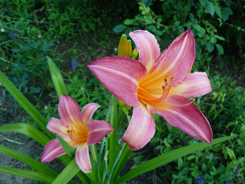 Cherry Ceeks - 2017 Gradina Iulie_Lilium