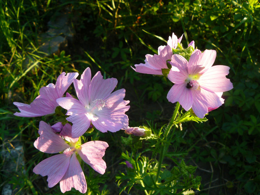 Malva Moscata Rosea - 2017 Gradina Iulie_Lilium