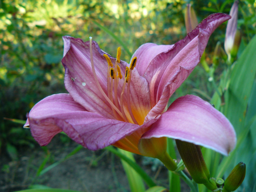 Summer Wine - 2017 Gradina Iulie_Lilium