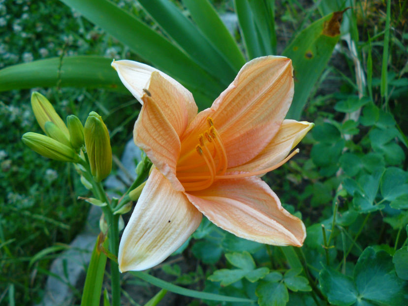 Crestwood Luck ? - 2017 Gradina Iulie_Lilium