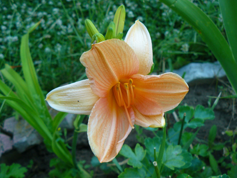 Crestwood Luck - 2017 Gradina Iulie_Lilium