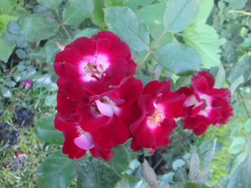  - Patrick Poivre d Arvor